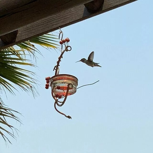 Red Berries Hummingbird Feeder